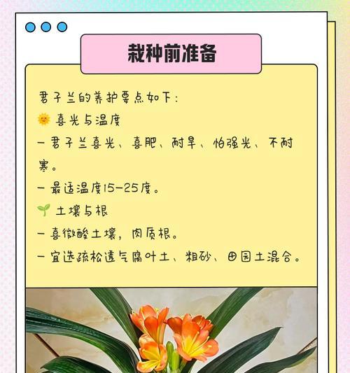 君子兰精品养护技巧有哪些？