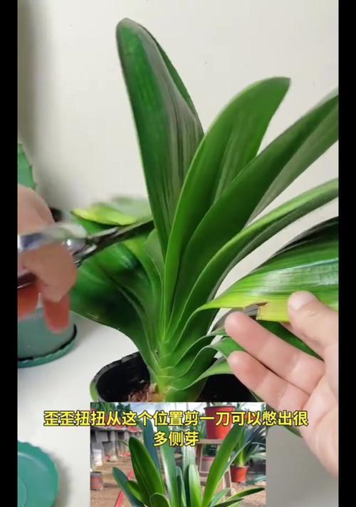 君子兰侧芽分盆方法？步骤是什么？