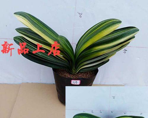 短圆叶子的君子兰是什么品种？如何识别和养护？