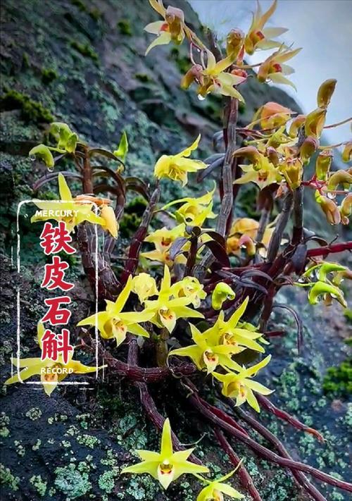 80年代有哪些珍贵观赏植物？