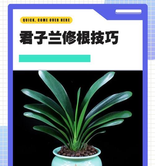 君子兰修根后如何重生？