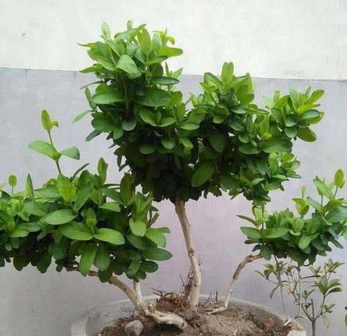 耐旱开花盆景的养护技巧有哪些？如何确保其生长？