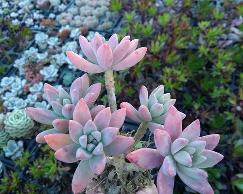 耐旱开花盆景的养护技巧有哪些？如何确保其生长？