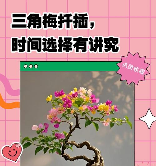 三角梅冬天插枝的养护方法是什么？