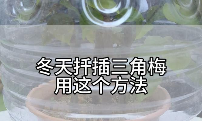 三角梅冬天插枝的养护方法是什么？