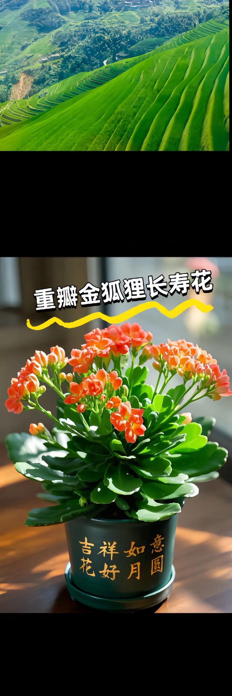 花不翠绿发黄叶子薄是什么原因？如何解决？