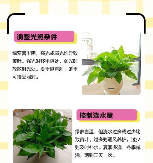 花不翠绿发黄叶子薄是什么原因？如何解决？