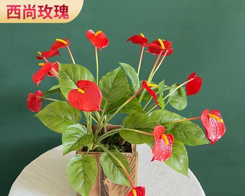 阳台外面的假花应该叫什么？