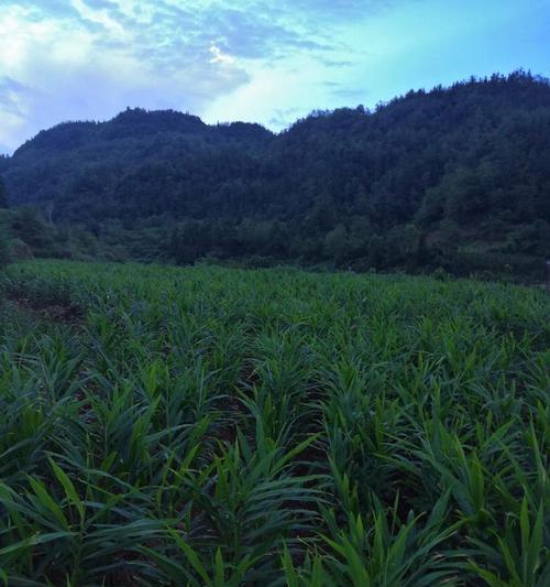 冬季子姜栽培的技术要点是什么？