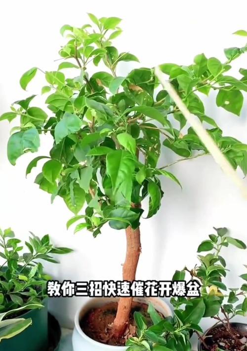三角梅的正确养护方法有哪些？