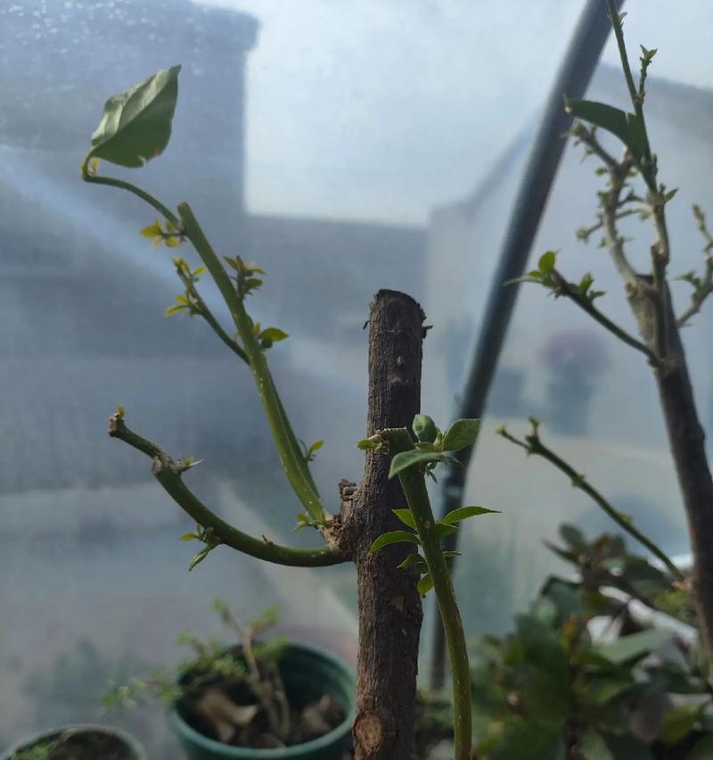 三角梅的正确养护方法有哪些？