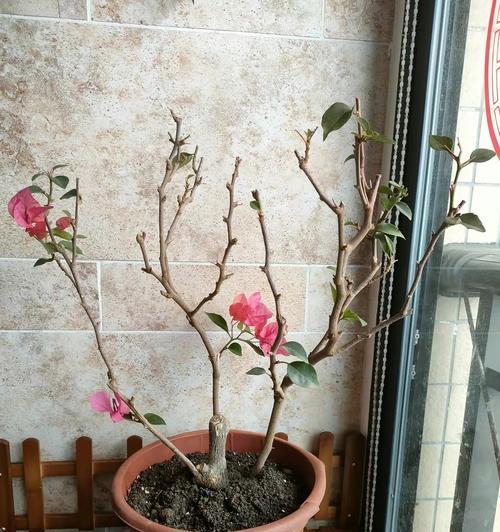 三角梅的正确养护方法有哪些？