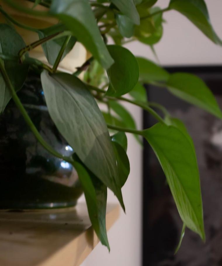 宅家养花技巧有哪些？如何打造绿色家居？
