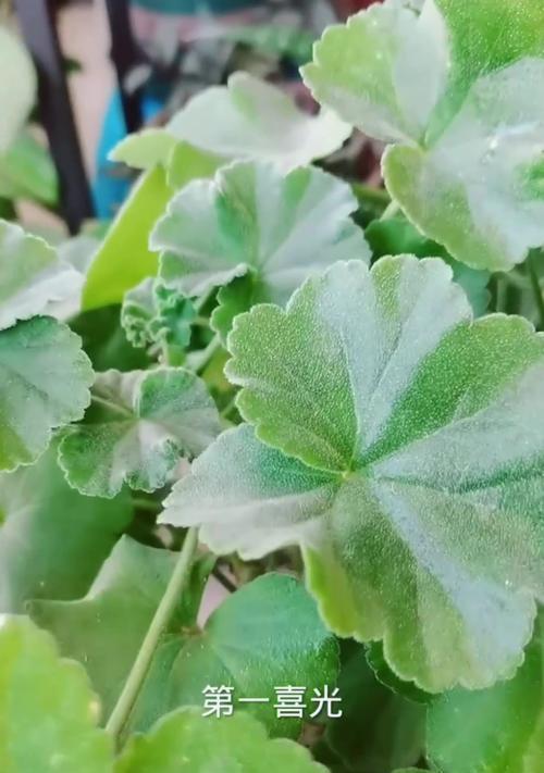 播种天竺葵如何安全度夏？