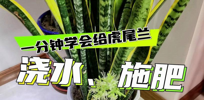 浇水施肥有哪些具体操作技巧？
