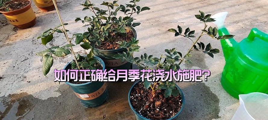 浇水施肥有哪些具体操作技巧？