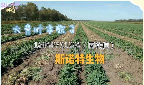桃仁的最佳播种时间是什么时候？