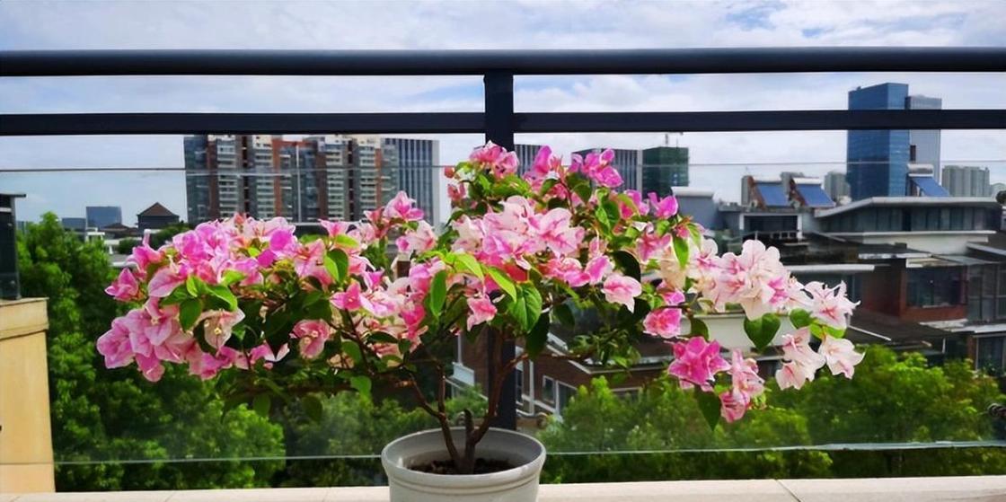 红樱和三角梅的养护方法有何不同？