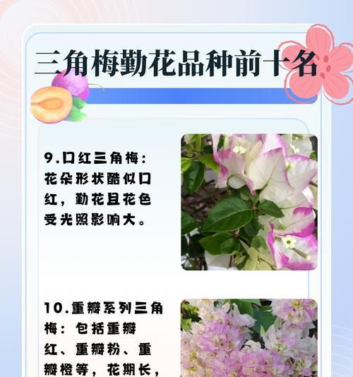 红樱和三角梅的养护方法有何不同？