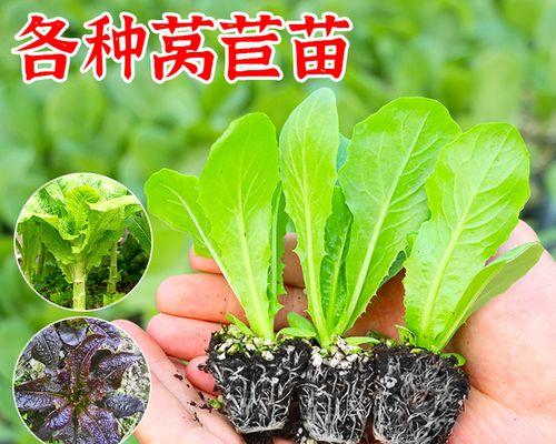 莴笋苗子栽培的关键技术要点是什么？