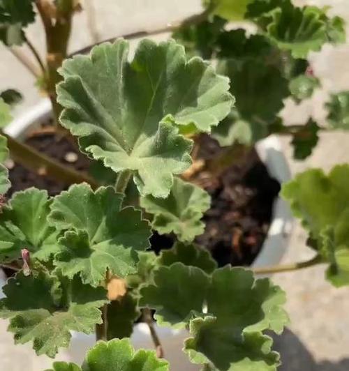 天竺葵新栽植后发黄的常见原因？