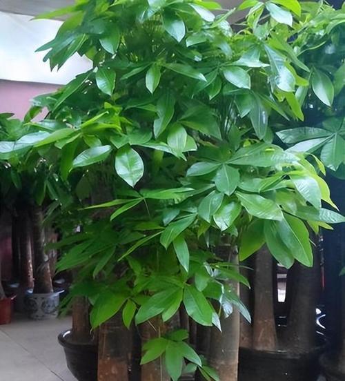 原生植物为何显得如此贵气？