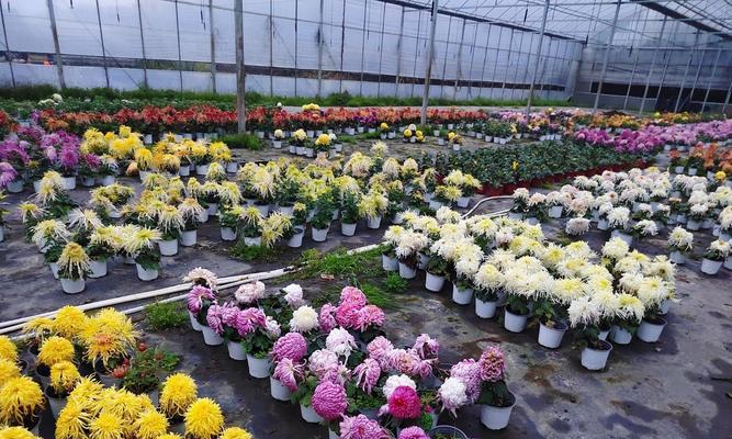 原生植物为何显得如此贵气？