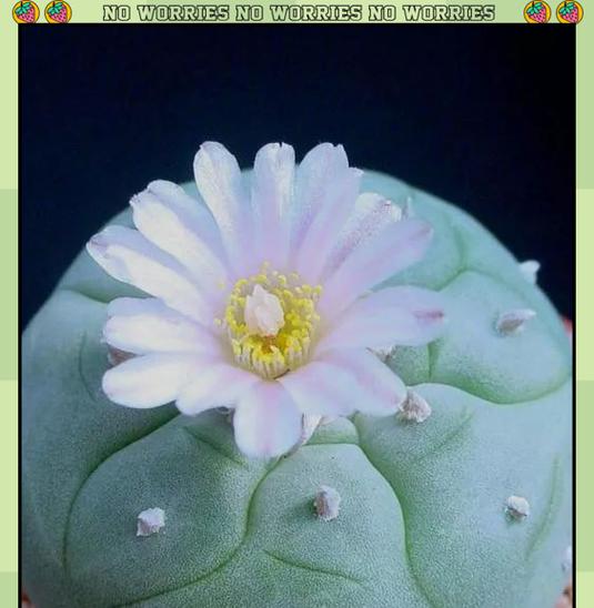 原生植物为何显得如此贵气？