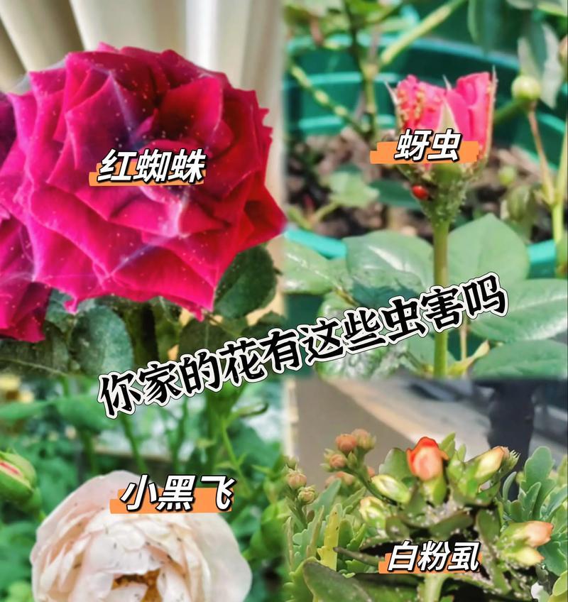 家庭养护月季如何预防虫害？有哪些有效的防虫方法？