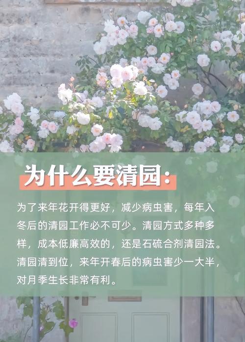 家庭养护月季如何预防虫害？有哪些有效的防虫方法？