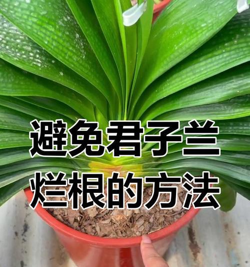 君子兰烂根部了怎么处理？如何预防君子兰烂根？