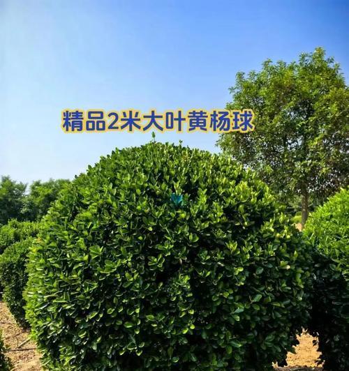 黄杨叶子发黄发干是什么原因？如何解决？