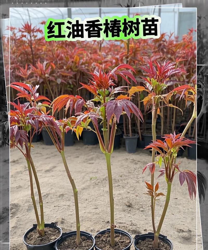 香椿在露台种植的条件是什么？