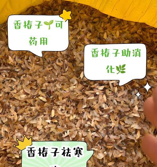 香椿在露台种植的条件是什么？