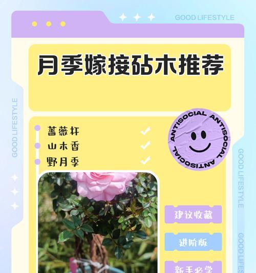 月季砧木地栽的美观方法是什么？