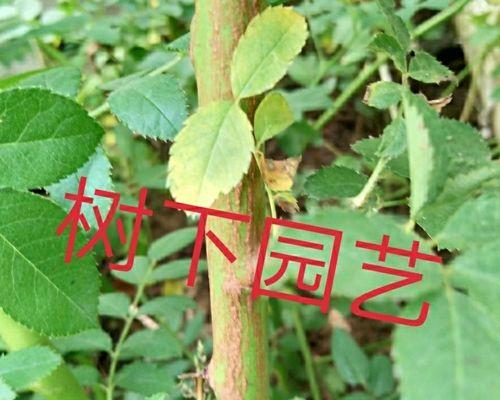 月季砧木地栽的美观方法是什么？
