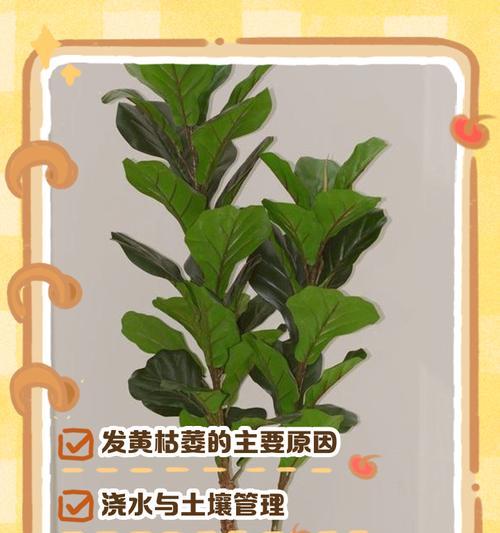 鸿运当头的叶子发黄枯萎了怎么办？如何恢复其生机？