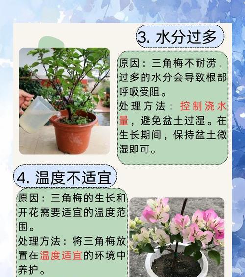 紫砂壶花盆中三角梅的养护方法是什么？