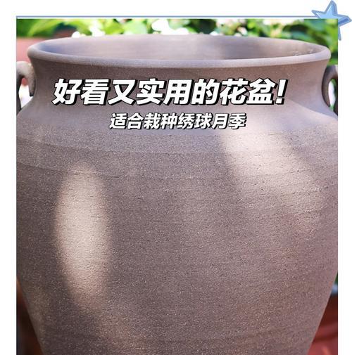 紫砂壶花盆中三角梅的养护方法是什么？