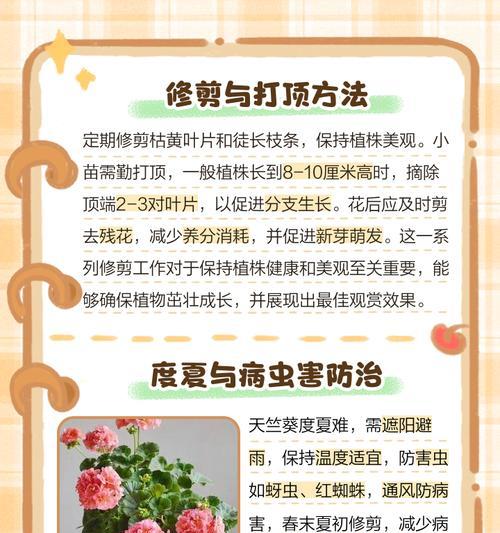 天竺葵在雨天应该如何处理？