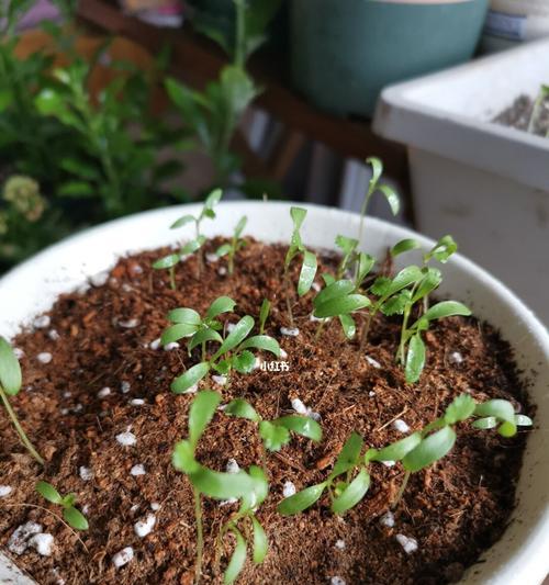 香菜浇水过多后如何补救？