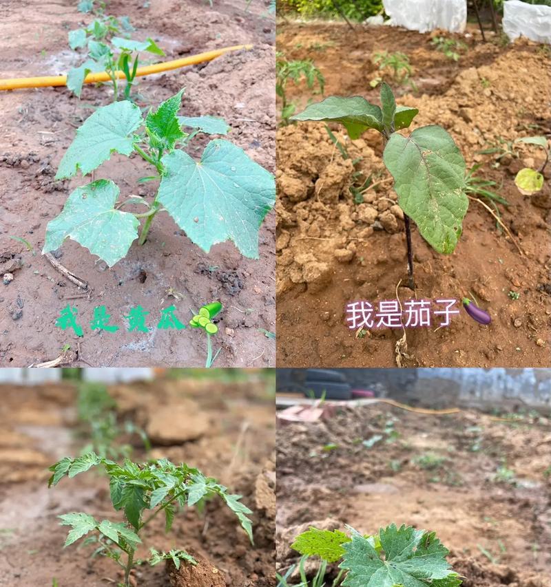 香菜浇水过多后如何补救？
