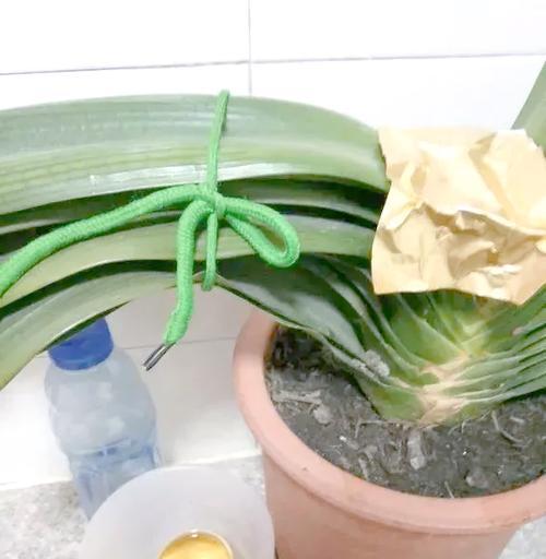 君子兰长花箭浇水方法是什么？