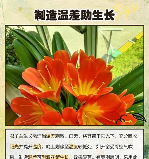 君子兰长花箭浇水方法是什么？