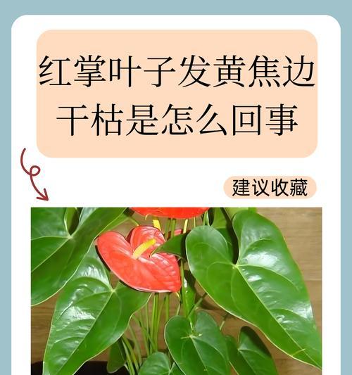 叶子发黄有虫眼怎么处理？有效防治方法是什么？
