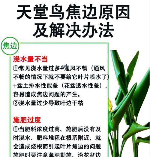 叶子发黄有虫眼怎么处理？有效防治方法是什么？
