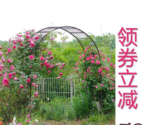 怎么打造铁线莲拱门？拱门设计有哪些技巧？