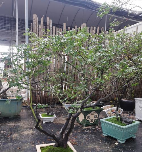 盆景造景灯光的选择技巧是什么？