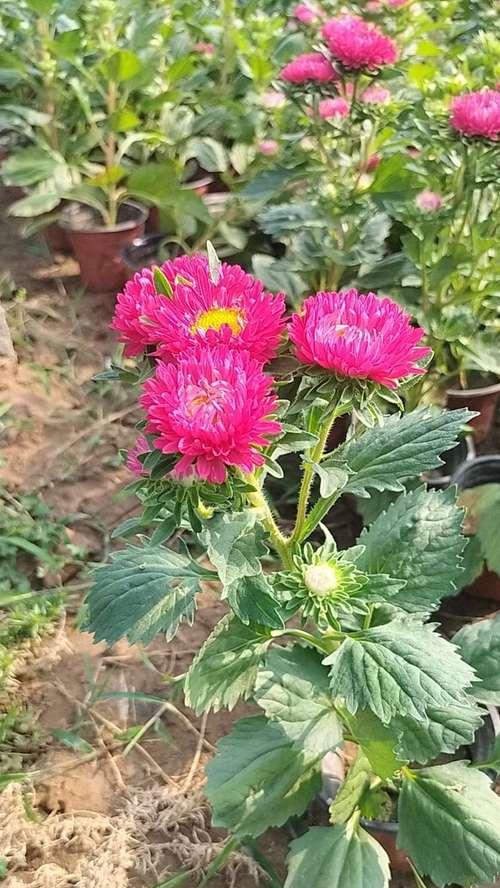 翠菊盆景的造型技巧有哪些？