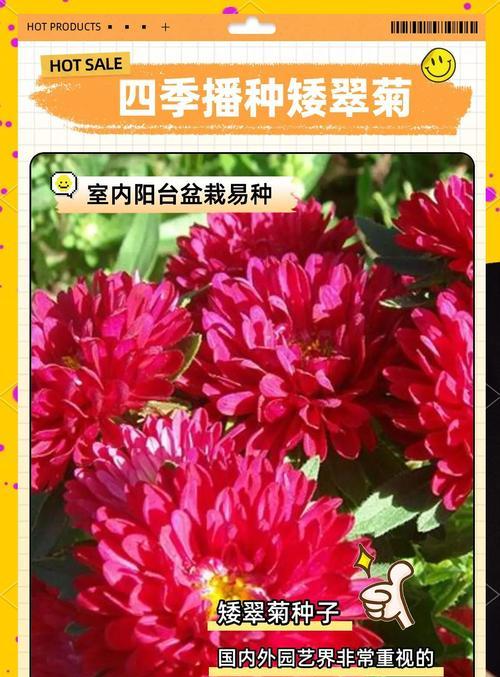翠菊盆景的造型技巧有哪些？